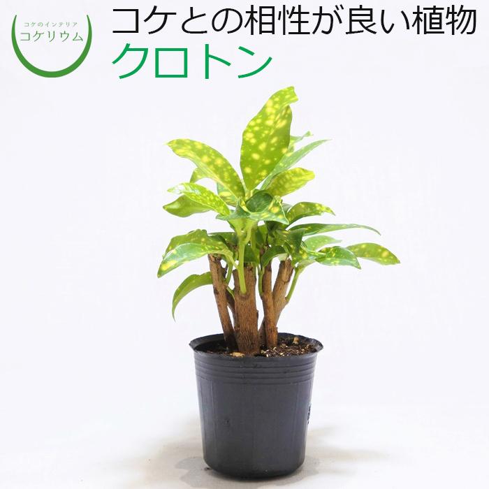 観葉植物 おしゃれ ミニ テラリウム コケリウム 苔 コケ 苔テラリウム 苔リウム 園芸 苔玉 植物 ハイドロカルチャー ポット クロトン 朴物 コケのインテリア コケリウム 通販 Yahoo ショッピング