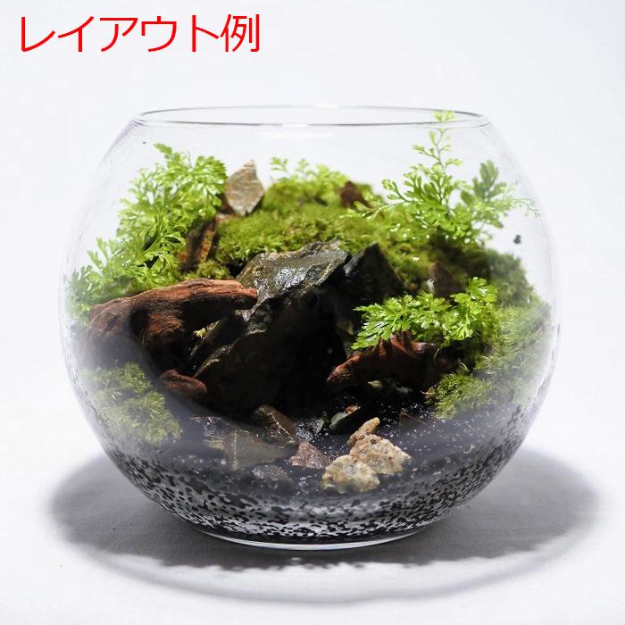 ガラス容器 容器 観葉植物 おしゃれ ミニ テラリウム コケリウム 苔