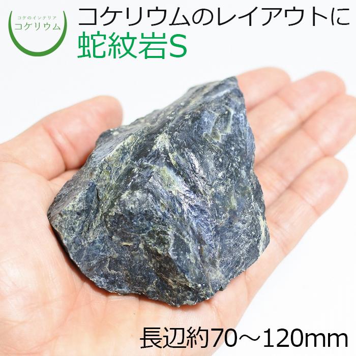 (石 天然石 観葉植物 おしゃれ ミニ テラリウム コケリウム 苔 コケ 苔テラリウム 苔リウム 園芸 植物 ハイドロカルチャー) 蛇紋岩S ...