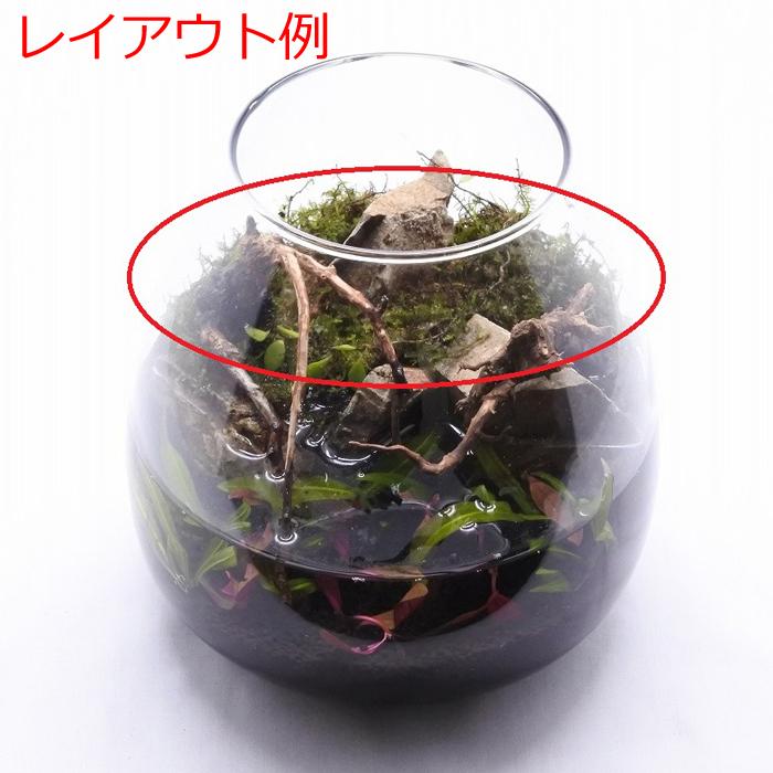 観葉植物 おしゃれ トレー テラリウム コケリウム 苔 コケ 苔