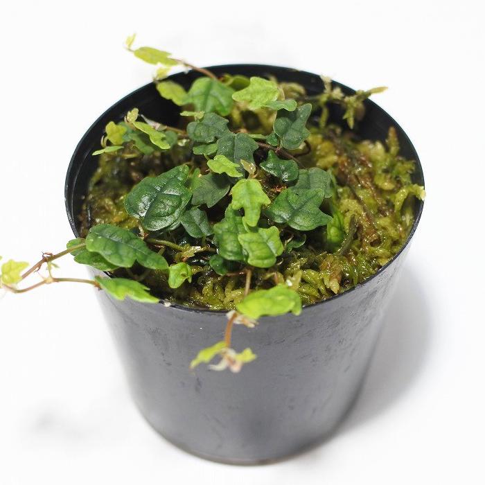 観葉植物 おしゃれ 売り切れ必至 ミニ テラリウム コケリウム 苔 コケ 苔テラリウム 園芸 ハイドロカルチャー ポット 苔玉 苔リウム 植物 ヒメイタビ