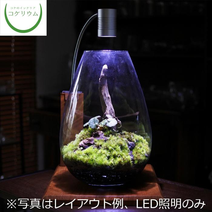 観葉植物 おしゃれ ミニ テラリウム コケリウム 苔 コケ 苔テラリウム