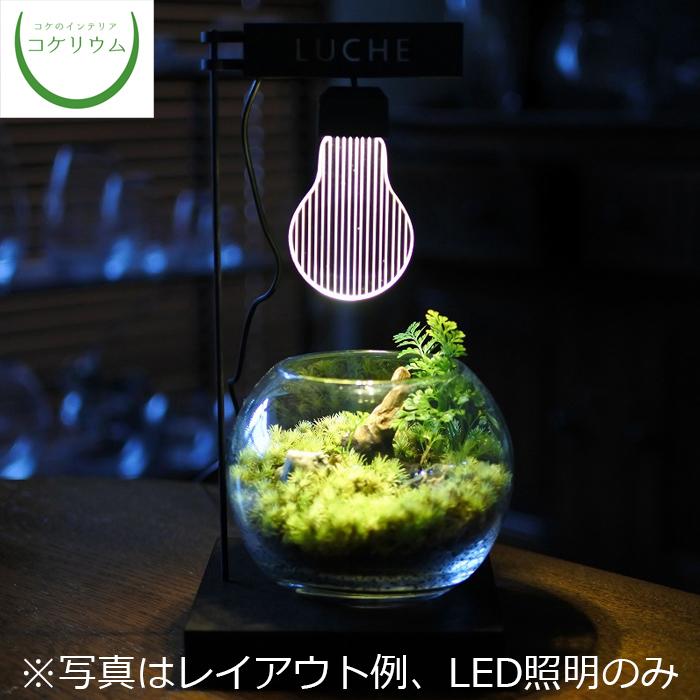 観葉植物 ミニ おしゃれ テラリウム コケリウム 苔 コケ 苔テラリウム