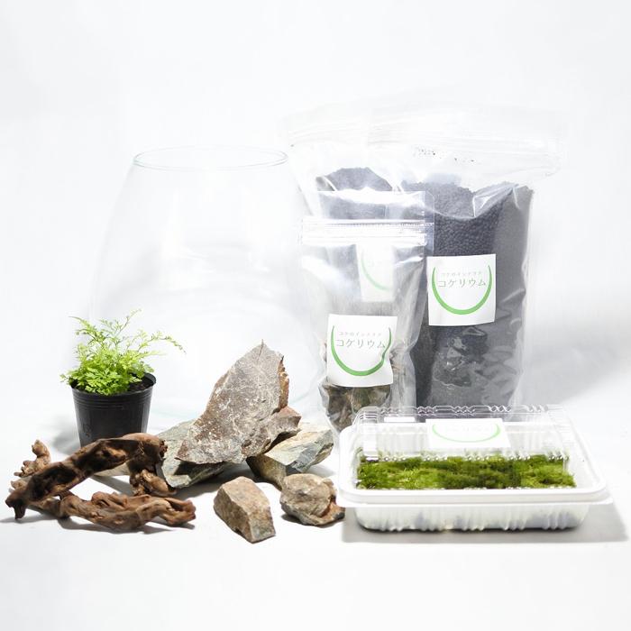 半額 観葉植物 おしゃれ ミニ テラリウム キット コケリウム 苔 コケ 苔テラリウム 苔リウム 園芸 ハイドロカルチャー 初心者 セット コケリウムキット 森の洞窟 Aynaelda Com