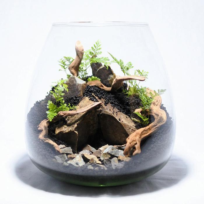 半額 観葉植物 おしゃれ ミニ テラリウム キット コケリウム 苔 コケ 苔テラリウム 苔リウム 園芸 ハイドロカルチャー 初心者 セット コケリウムキット 森の洞窟 Aynaelda Com