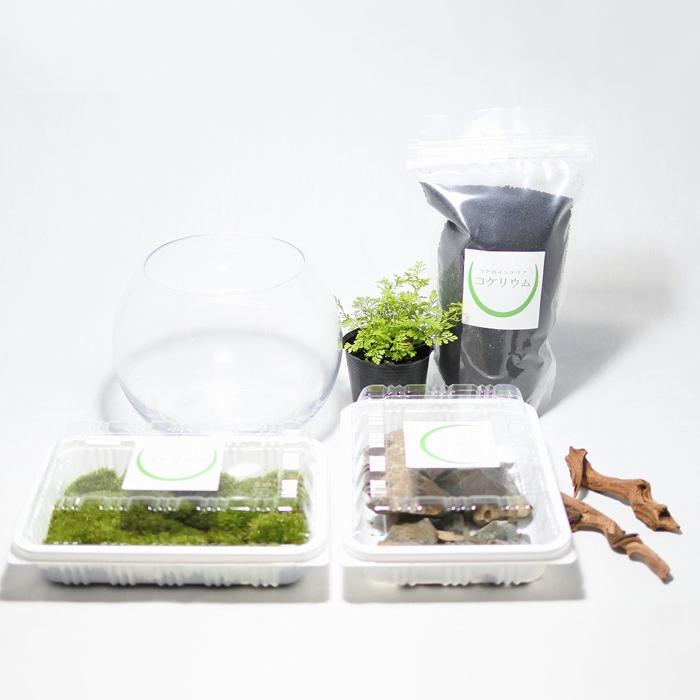 特価商品 観葉植物 おしゃれ ミニ テラリウム キット コケリウム 苔 コケ 苔テラリウム 苔リウム 園芸 ハイドロカルチャー セット コケリウムキット 森の洞窟 Aynaelda Com