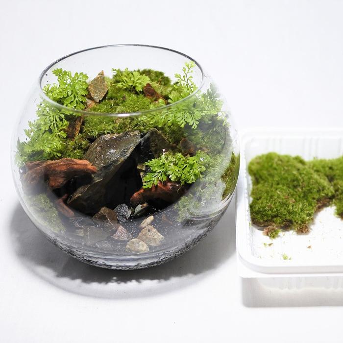 観葉植物 おしゃれ ミニ テラリウム キット コケリウム 苔 コケ 苔