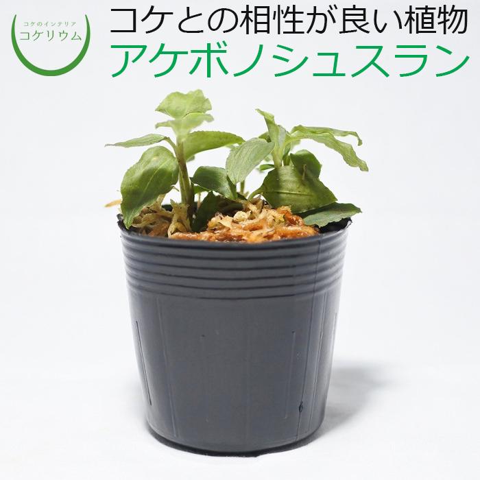 新春福袋21 観葉植物 おしゃれ ミニ テラリウム コケリウム 苔 コケ 苔テラリウム 苔リウム 園芸 苔玉 植物 ハイドロカルチャー ポット アケボノシュスラン