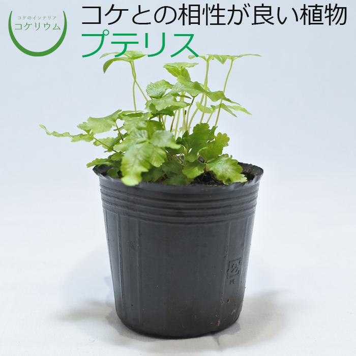 最適な価格 観葉植物 おしゃれ ミニ テラリウム コケリウム 苔 コケ 苔テラリウム 苔リウム 園芸 苔玉 植物 シダ植物 ハイドロカルチャー ポット プテリス