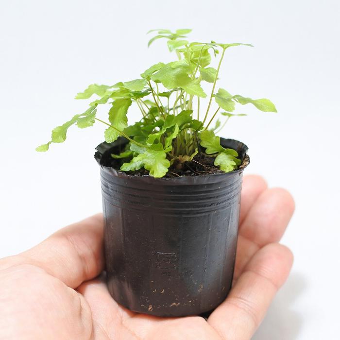 特別訳あり特価 観葉植物 おしゃれ ミニ テラリウム コケリウム 苔 コケ 苔テラリウム 苔リウム 園芸 苔玉 植物 シダ植物 ハイドロカルチャー ポット プテリス