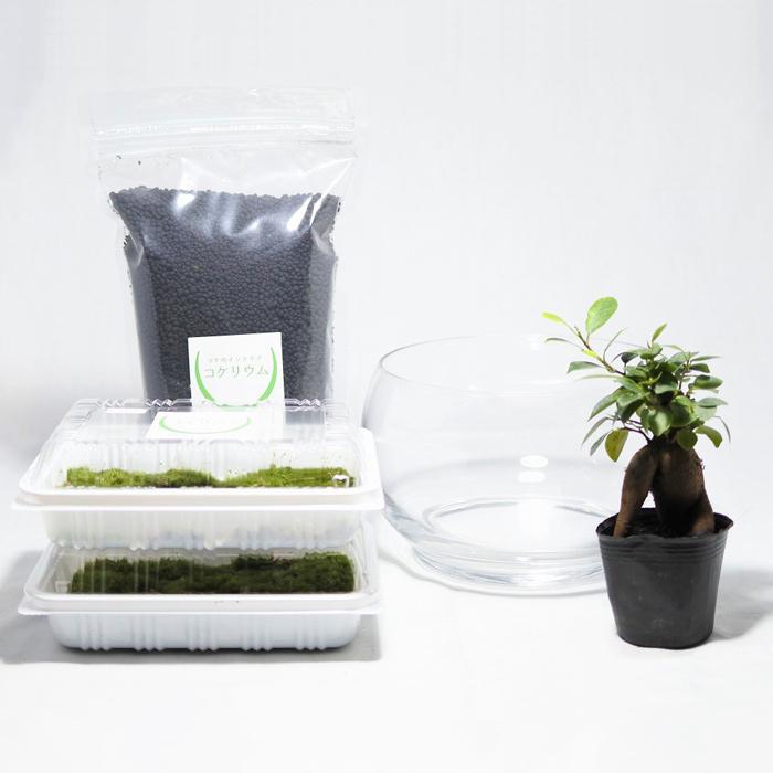 国内最安値 観葉植物 おしゃれ ミニ テラリウム キット コケリウム 苔 コケ 苔テラリウム 苔リウム ハイドロカルチャー 初心者 セット コケリウムキット ガジュマル Aynaelda Com