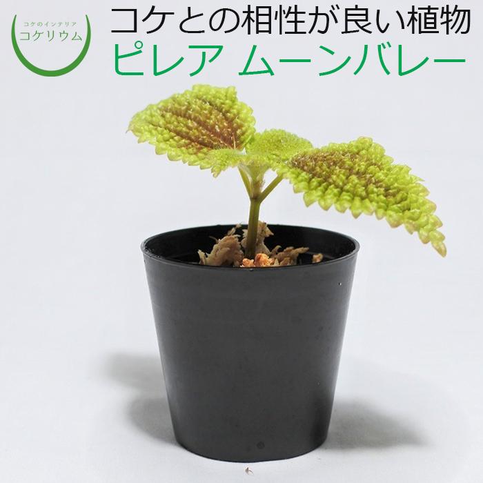 1494円 保障 観葉植物 おしゃれ ミニ テラリウム キット コケリウム 苔 コケ 苔テラリウム 苔リウム