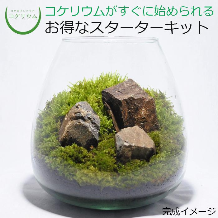 最大95 Offクーポン 観葉植物 おしゃれ ミニ テラリウム キット コケリウム 苔 コケ 苔テラリウム 苔リウム 園芸 ハイドロカルチャー 初心者 セット コケリウムキット オーバル2