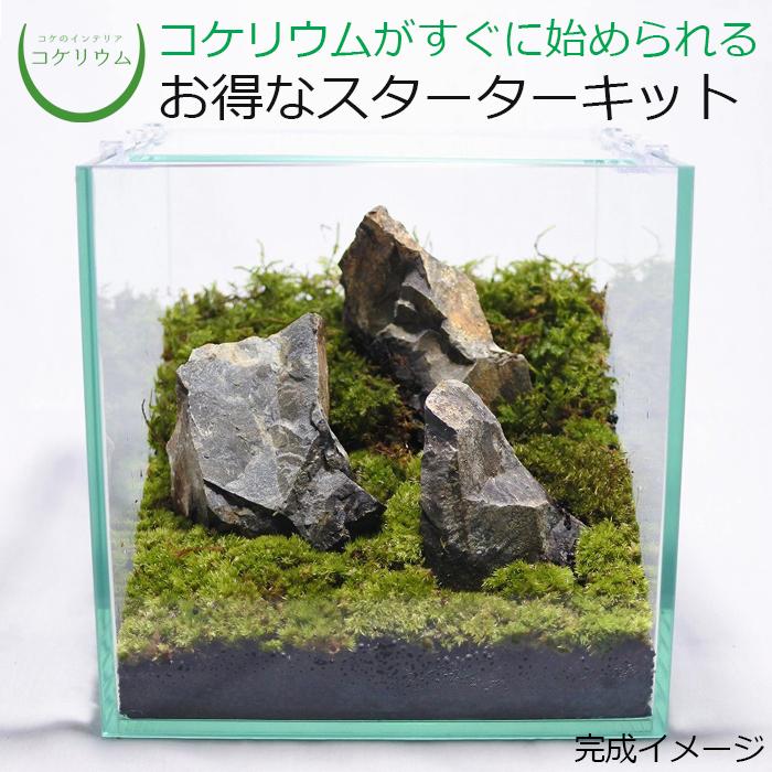 観葉植物 おしゃれ ミニ テラリウム キット コケリウム 苔 コケ 苔テラリウム 苔リウム ハイドロカルチャー セット