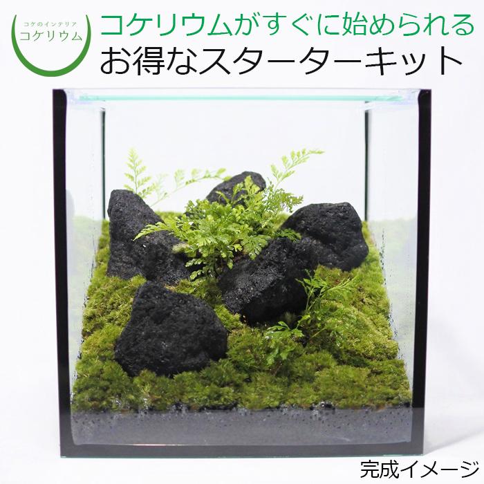 2394円 5 Off 観葉植物 おしゃれ ミニ テラリウム キット コケリウム 苔 コケ 苔テラリウム 苔リウム ハイドロカルチャー セット コケリウムキット 黒溶岩石の森 フタ付