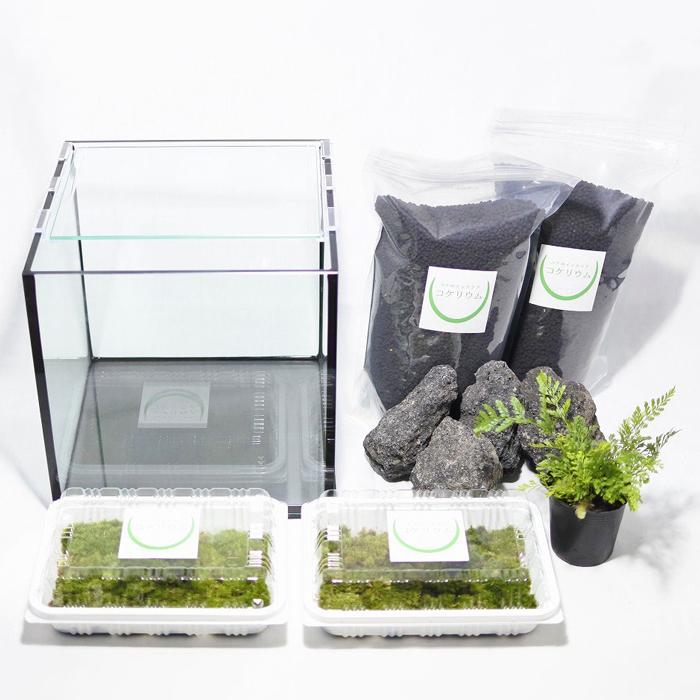 正規品 観葉植物 おしゃれ ミニ テラリウム キット コケリウム 苔 コケ 苔テラリウム 苔リウム ハイドロカルチャー セット コケリウムキット 黒溶岩石の森 フタ付 Rmladv Com Br