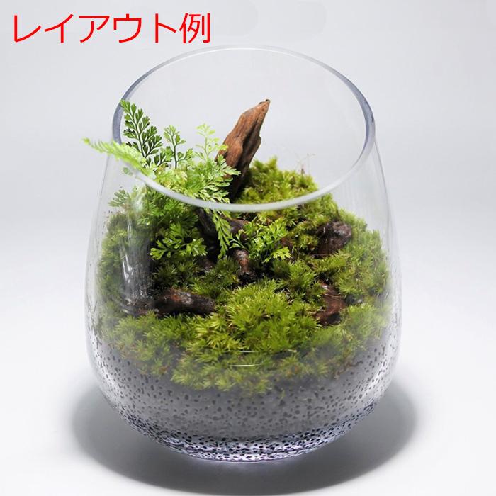 ガラス容器 容器 観葉植物 おしゃれ ミニ テラリウム コケリウム 苔