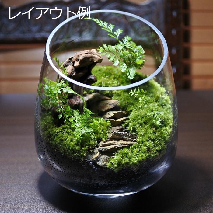 ガラス容器 容器 観葉植物 おしゃれ ミニ テラリウム コケリウム 苔 
