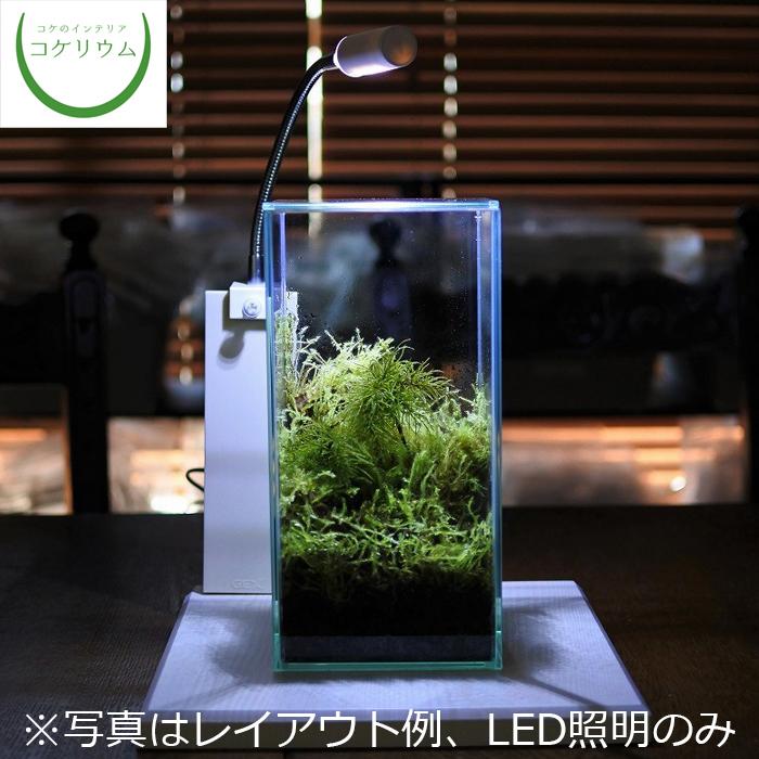観葉植物 おしゃれ ミニ テラリウム コケリウム 苔 コケ 苔テラリウム 苔リウム 園芸 Led照明付きディスプレイ台 木製ディスプレイ台 ホワイトアッシュ ファッション