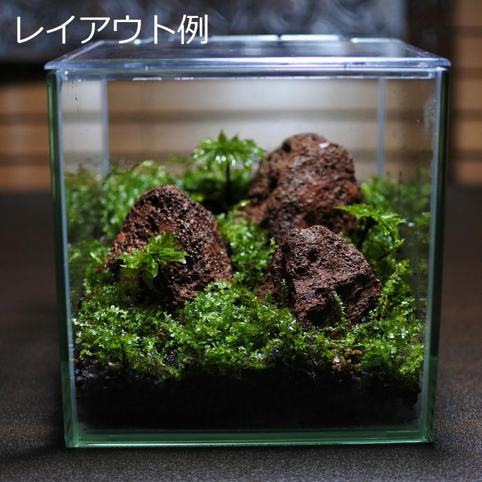 USB接続透明ガラス水槽 ボトルUFOドロップ苔テラリウムパルダリウム