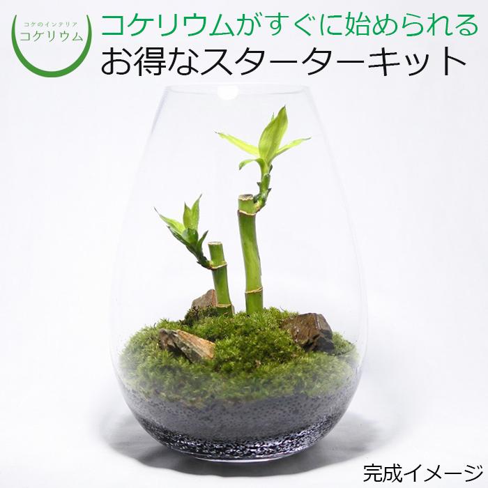 最高の品質 観葉植物 おしゃれ ミニ テラリウム キット コケリウム 苔 苔リウム ハイドロカルチャー コケ セット ミリオンバンブー コケリウムキット 苔テラリウム