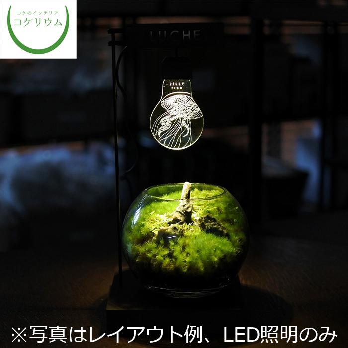 毎週更新 観葉植物 ミニ おしゃれ テラリウム コケリウム 苔 コケ 苔テラリウム 苔リウム 植物 育成 苔盆栽 ライト コケリウムled照明 ルーチェ ジェリーフィッシュ