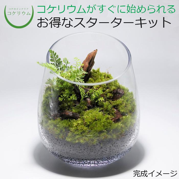 海外 観葉植物 おしゃれ ミニ テラリウム キット コケリウム 苔 コケ 苔テラリウム 苔リウム ハイドロカルチャー 初心者 セット コケリウムキット 大樹の根もと2