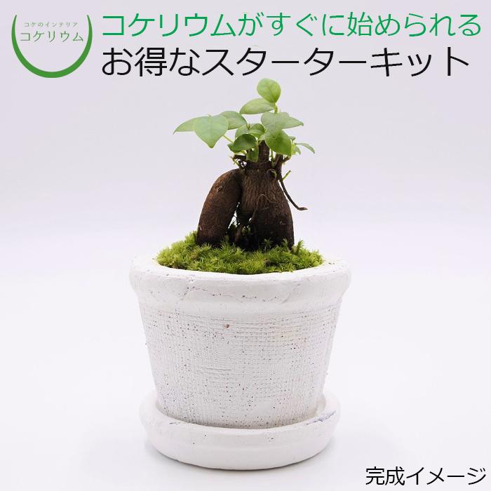 当店一番人気 観葉植物 おしゃれ ミニ テラリウム キット コケリウム 苔 コケ 苔テラリウム 苔リウム 園芸 初心者 セット コケリウムキット 陶器の鉢植え ガジュマル 当店一番人気 観葉植物 おしゃれ ミニ テラリウム キット コケリウム 苔 コケ 苔テラリウム 苔リウム 園芸 初心者 セット コケリウムキット 陶器の鉢植え ガジュマル
