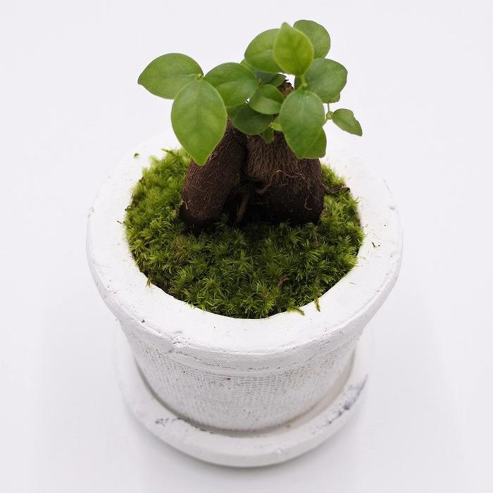 744円 人気ブランドを 観葉植物 おしゃれ ミニ テラリウム キット コケリウム 苔 コケ 苔テラリウム 苔リウム 園芸 初心者 セット コケリウムキット 陶器の鉢植え ガジュマル