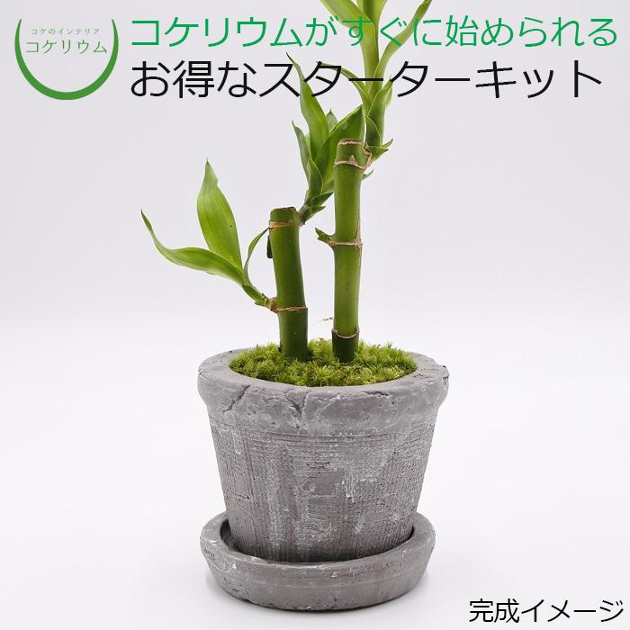 観葉植物 おしゃれ ミニ テラリウム キット コケリウム 苔 コケ コケリウムキット 陶器の鉢植え 苔テラリウム 倉庫 苔リウム セット 初心者 ミリオンバンブー