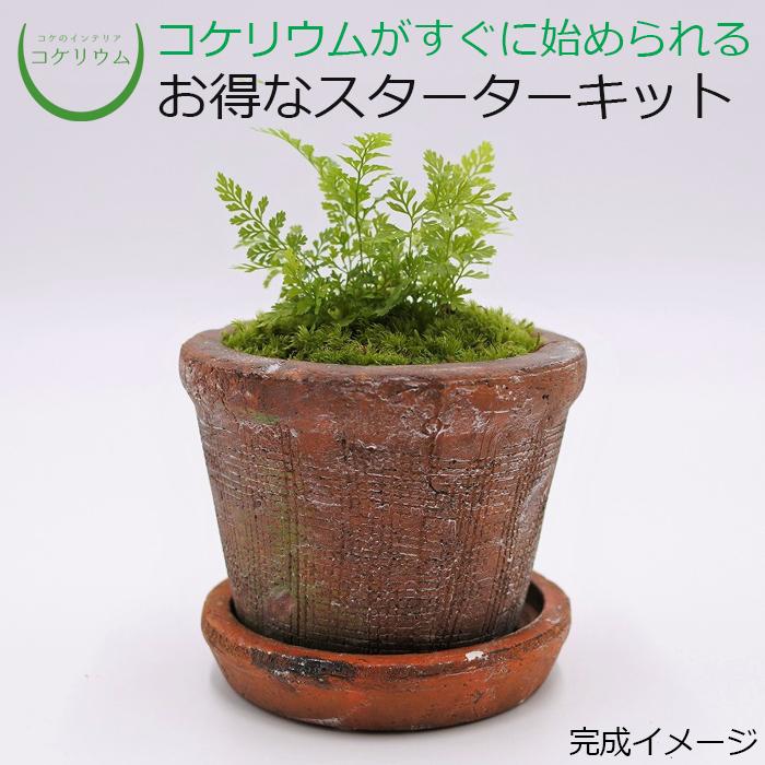 速くおよび自由な 観葉植物 おしゃれ ミニ テラリウム キット コケリウム 苔 コケ 苔テラリウム 苔リウム 園芸 初心者 セット コケリウムキット 陶器の鉢植え シノブ