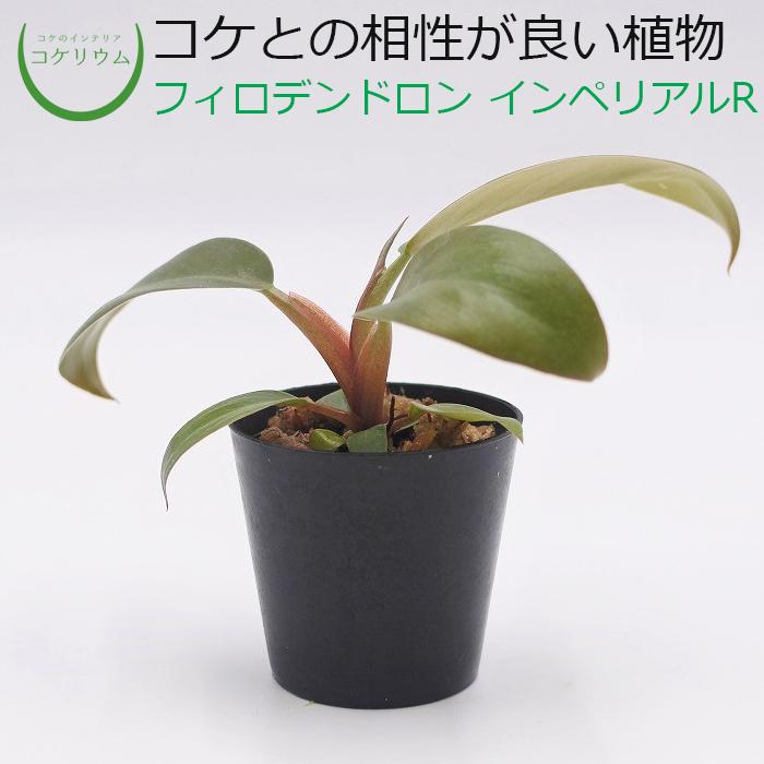 驚きの値段 観葉植物 おしゃれ ミニ テラリウム コケリウム 苔 コケ 苔テラリウム 苔リウム 苔玉 植物 ハイドロカルチャー ポット フィロデンドロン インペリアルレッド