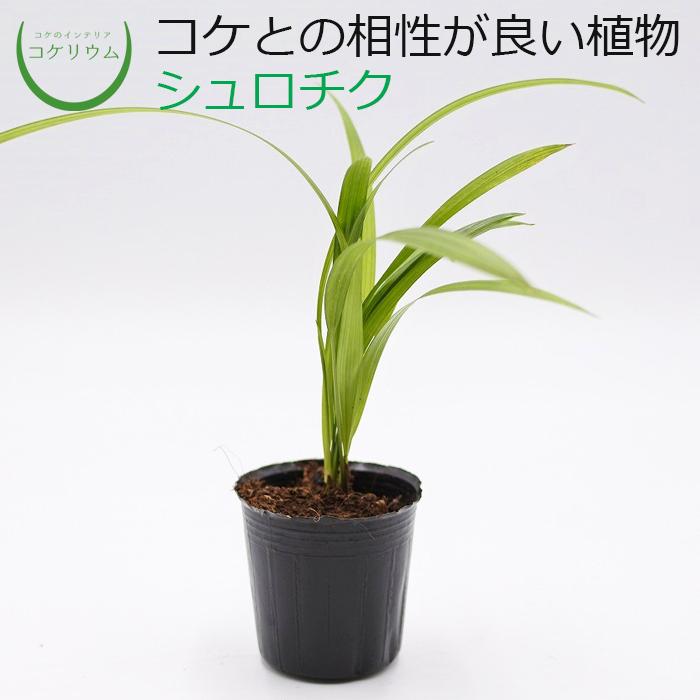観葉植物 おしゃれ ミニ テラリウム コケリウム 苔 コケ 苔テラリウム 苔リウム 園芸 苔玉 植物 ハイドロカルチャー ポット シュロチク コケのインテリア コケリウム 通販 Yahoo ショッピング