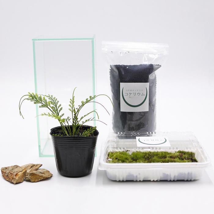 ホットセール 観葉植物 おしゃれ ミニ テラリウム キット コケリウム 苔 コケ 苔テラリウム 苔リウム 初心者 セット コケリウムキット スラッシュボールs