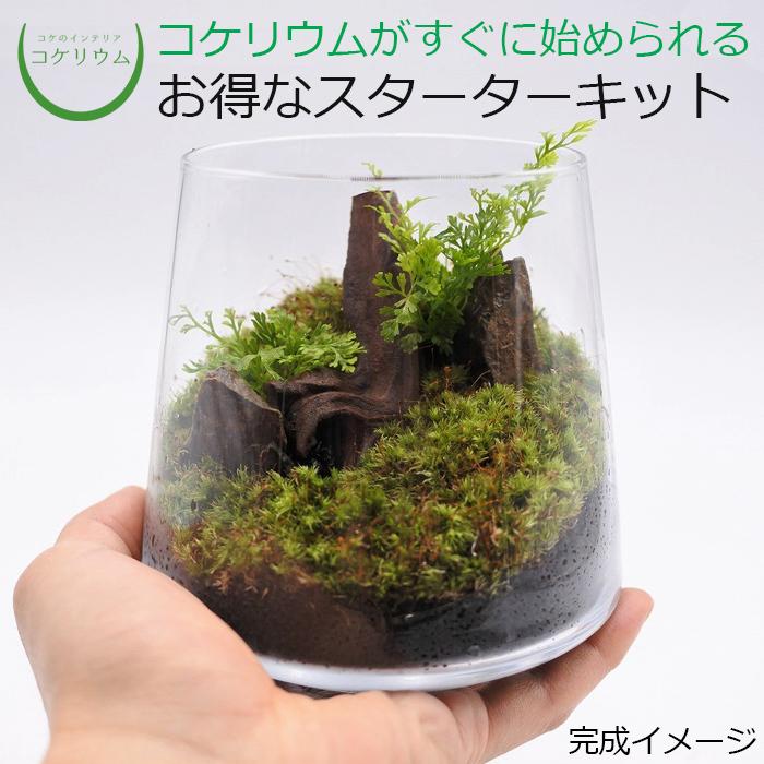超人気新品 キット ボール3S 苔テラリウム ハイドロカルチャー 観葉植物 苔リウム コケリウム コケ 超人気新品 キット ボール3S 苔テラリウム ハイドロカルチャー 観葉植物 苔リウム コケリウム コケ