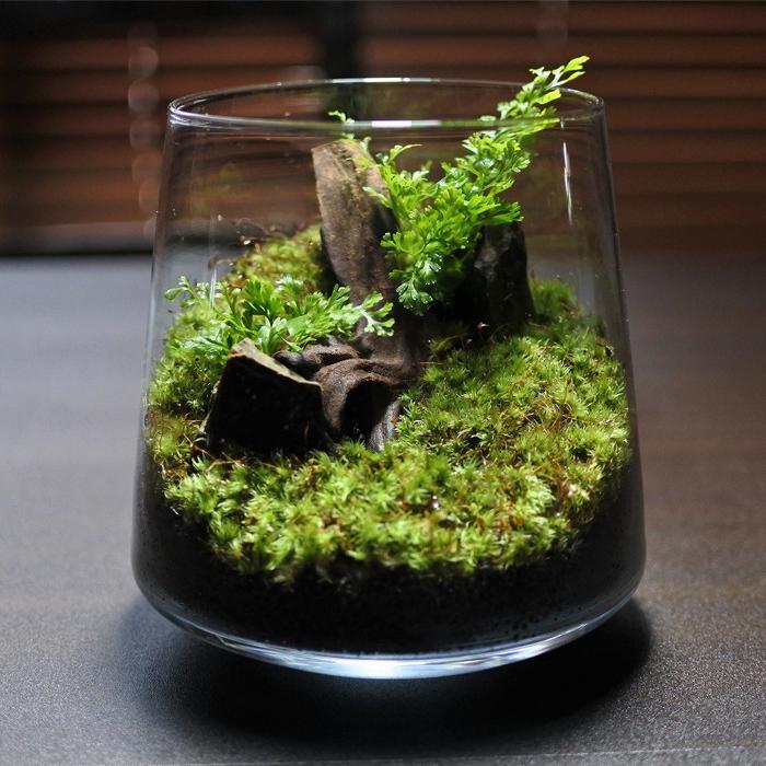 観葉植物 おしゃれ ミニ テラリウム キット コケリウム 苔 コケ 苔