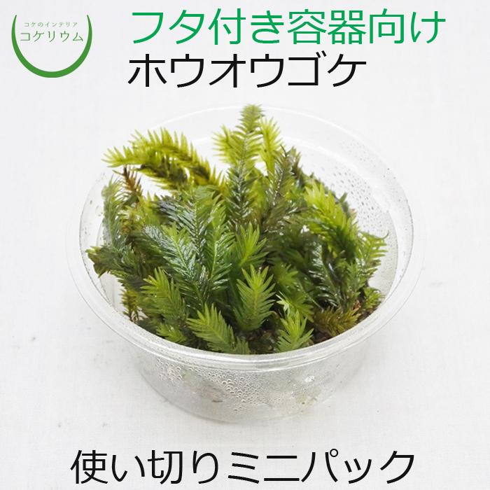 観葉植物 おしゃれ ミニ テラリウム コケリウム 苔 コケ 苔テラリウム 
