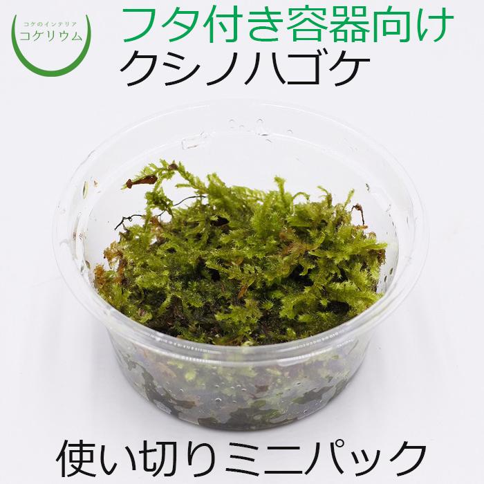 注目 観葉植物 おしゃれ ミニ テラリウム コケリウム 苔 コケ 苔テラリウム 苔リウム 園芸 苔玉 苔盆栽 ハイドロカルチャー パック クシノハゴケ