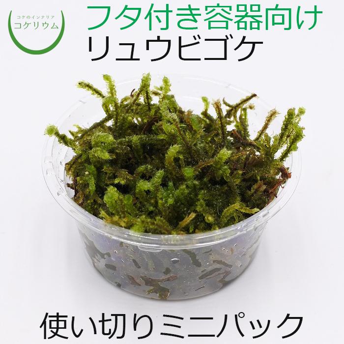 爆売り 観葉植物 おしゃれ ミニ テラリウム コケリウム 苔 コケ 苔テラリウム 苔リウム 園芸 苔玉 苔盆栽 ハイドロカルチャー パック リュウビゴケ