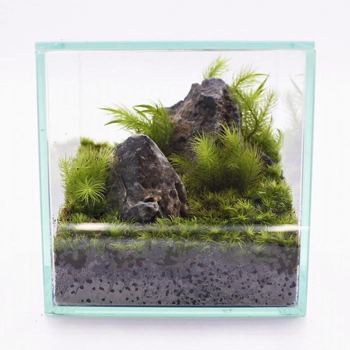 苔テラリウム/インテリア/一点物/苔リウム/完成品/卓上 観葉植物 おしゃれ ミニ テラリウム キット コケリウム 苔 コケ 苔