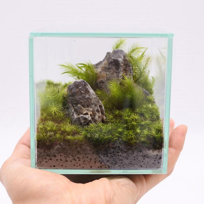 観葉植物 おしゃれ ミニ テラリウム キット コケリウム 苔 コケ 観葉植物 おしゃれ ミニ テラリウム キット コケリウム 苔 コケ