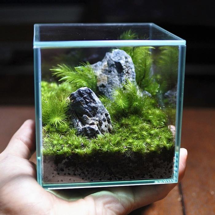 観葉植物 おしゃれ ミニ テラリウム キット コケリウム 苔 コケ 苔