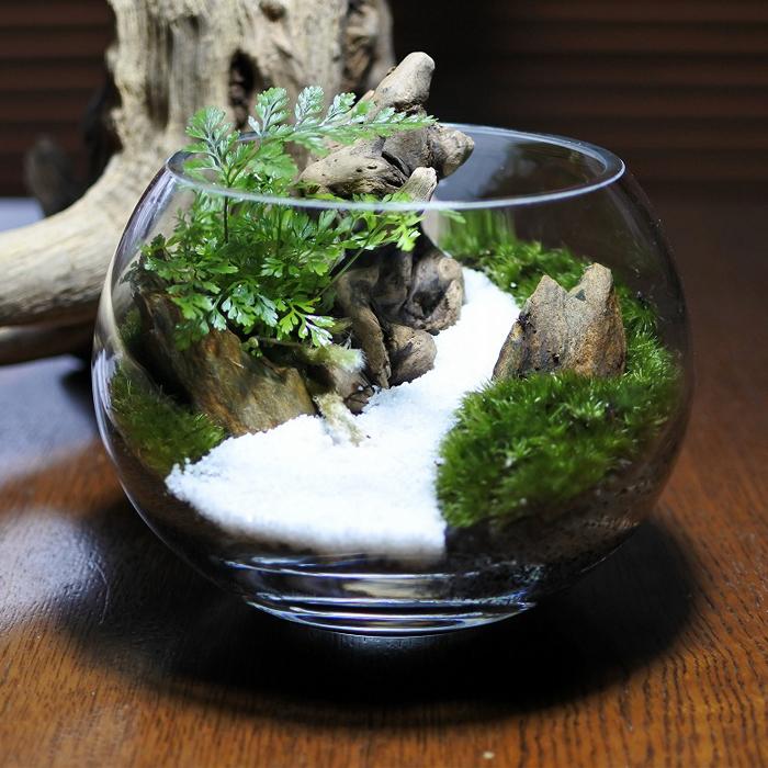 パルダリウム苔リウムコケリウム