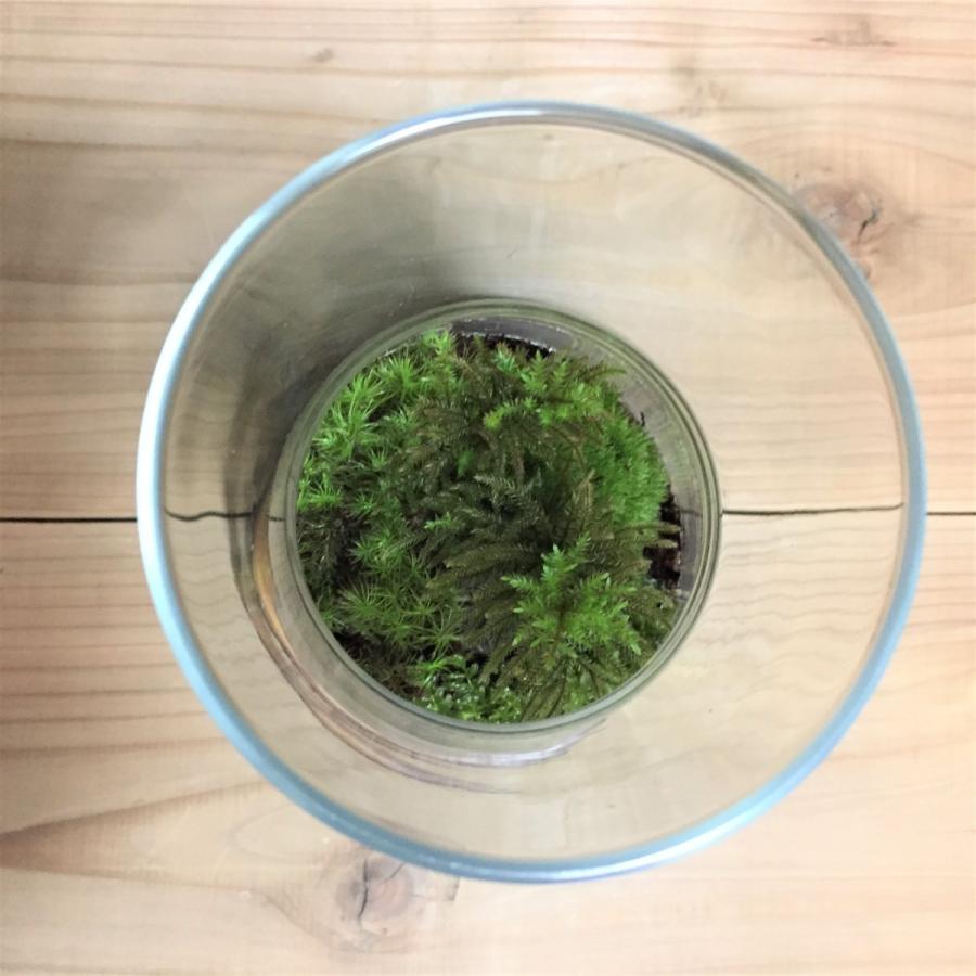 Pair ペア テラリウム キット コケリウム 苔 コケ 苔テラリウム 苔リウム アクアリウム アクアテラリウム 観葉植物 J 14 岡山の苔屋コケテラス 通販 Yahoo ショッピング