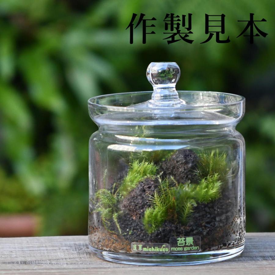 苔テラリウム作製用ガラス容器 ガラスキャニスターm 直径100ｍｍ ｘ H100ｍｍ 初めての苔テラリウム作りにおすすめ G030 苔テラリウム道草michikusa 通販 Yahoo ショッピング