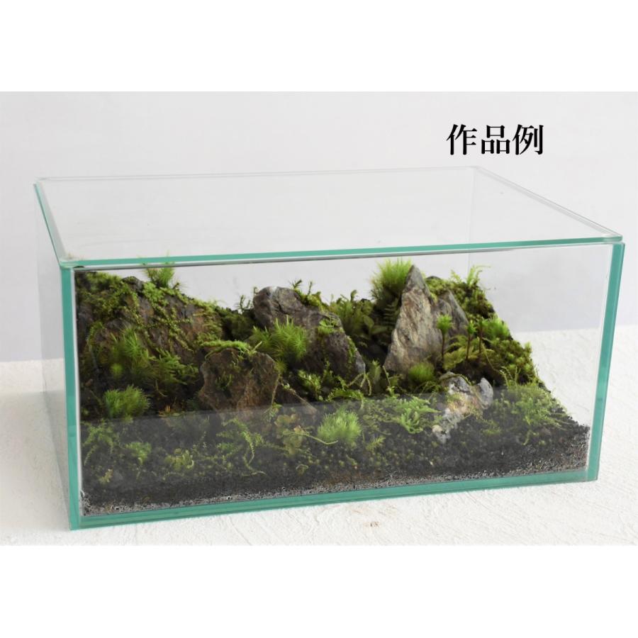苔テラリウム作製用ガラス容器 苔テラリウム用 30ｘcmガラス水槽 300ｘ0ｘｈ140mm ワイドな広がり G043 苔テラリウム道草michikusa 通販 Yahoo ショッピング