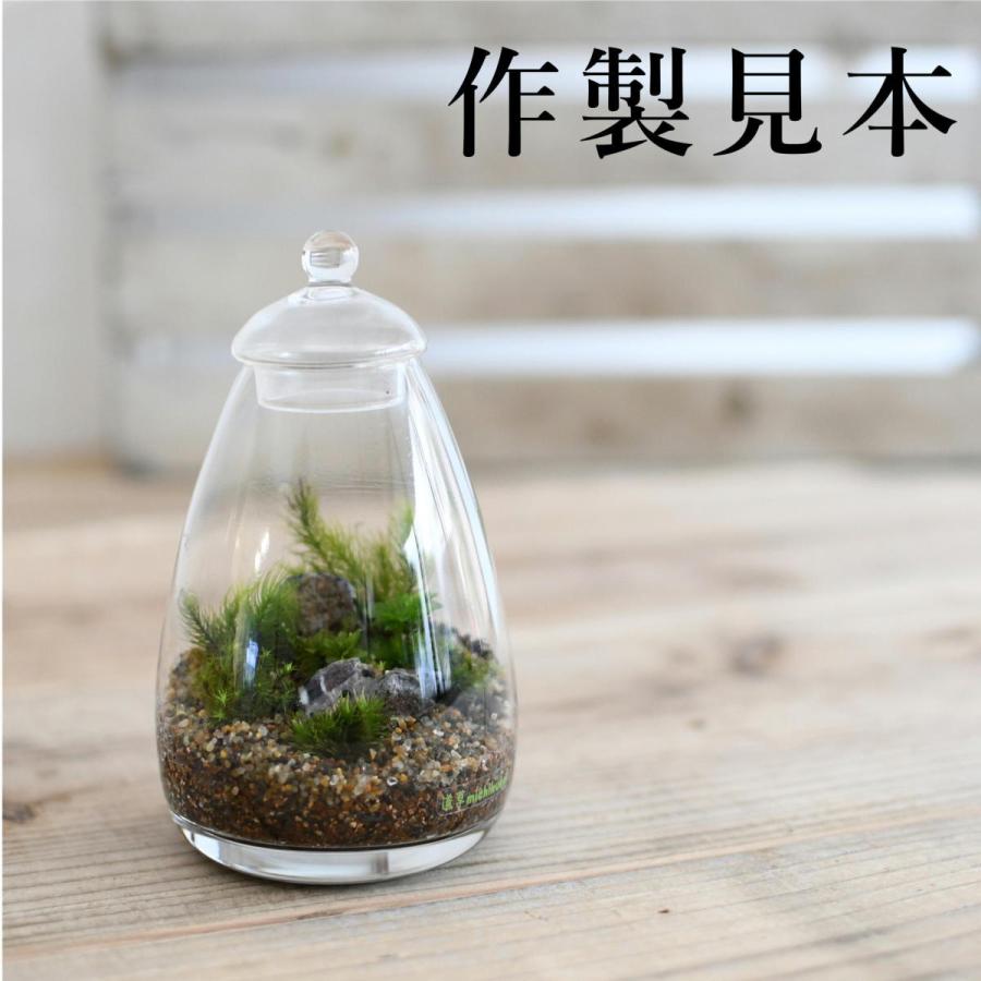 苔テラリウム ガラス容器 蓋付き しずく型 インテリア 瓶）タマゴ瓶