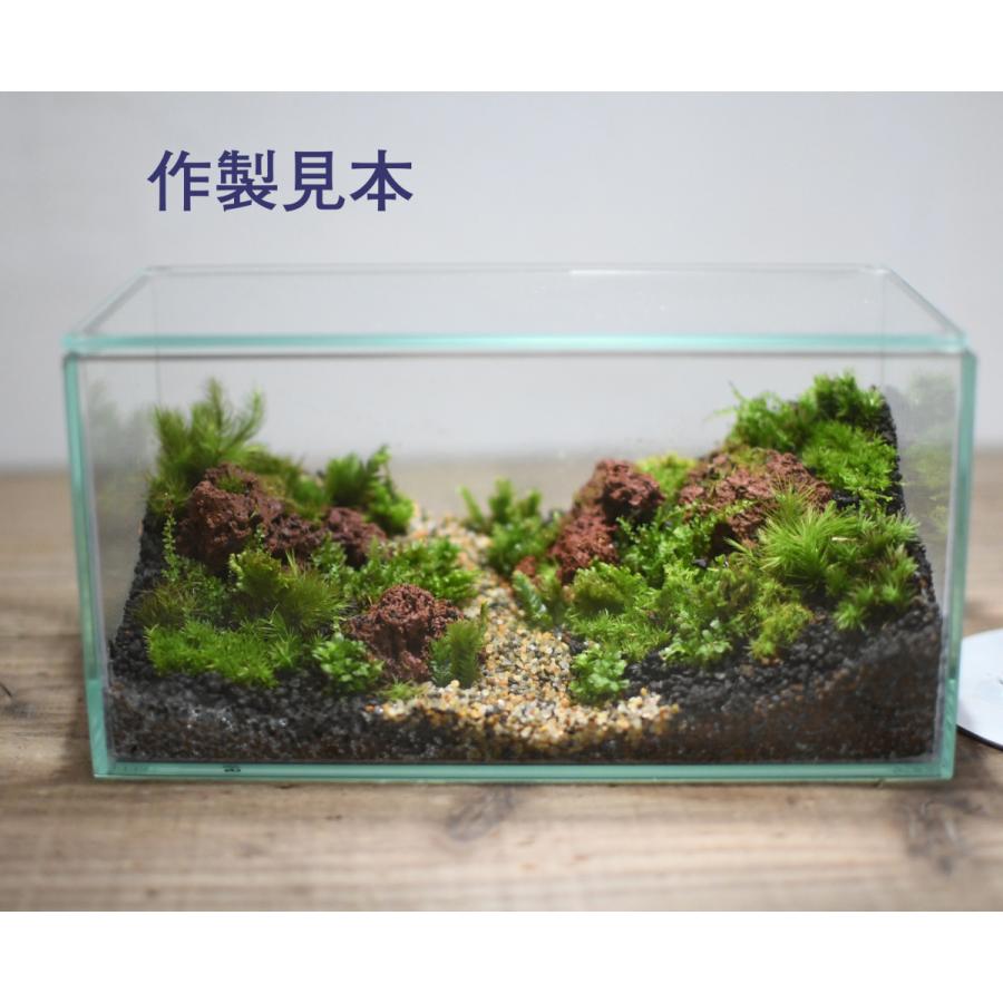 ガラス容器 フィット0ｘ100low 0ｘ100ｘｈ100ｍｍ ワイドな景色の作品に 苔テラリウム作製用 G059 苔テラリウム道草michikusa 通販 Yahoo ショッピング