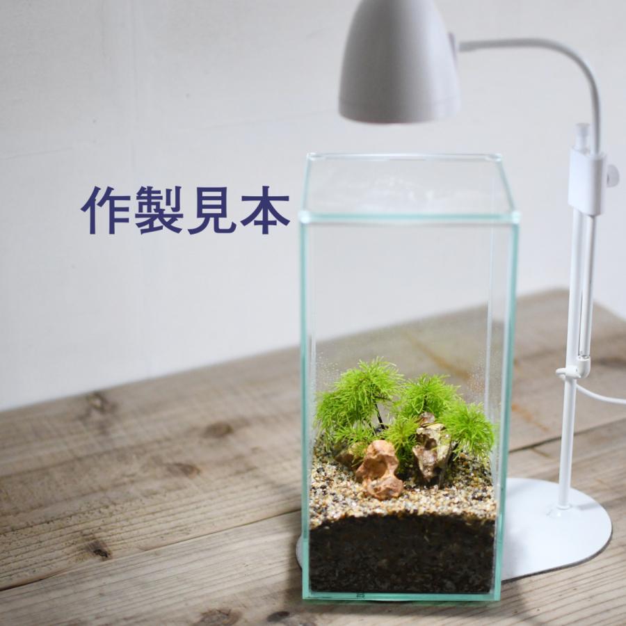 苔テラリウム コケリウム ガラス容器 ガラス蓋つき）フィット