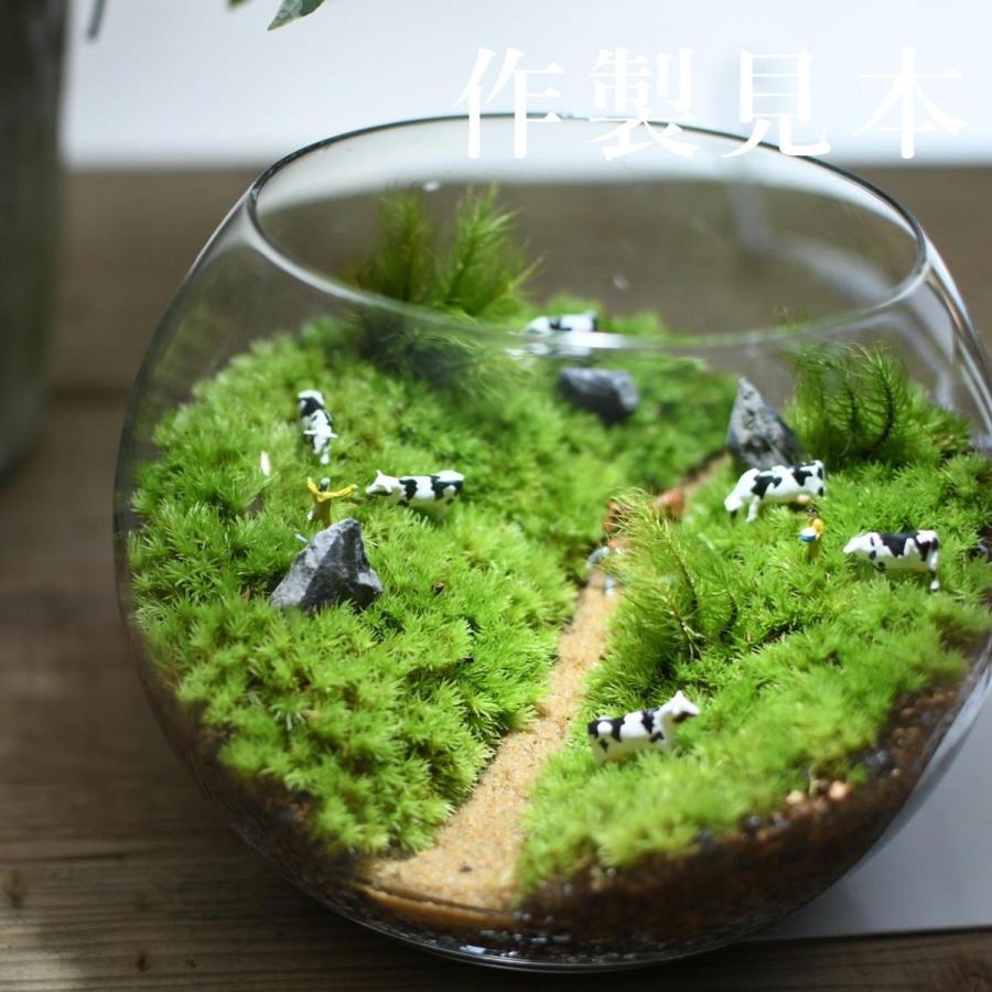 苔テラリウム コケリウム ガラス容器 蓋付き）インテリアボールL（口径